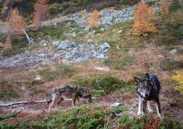 Informations monitoring loup La commune d Evolène Valais Suisse